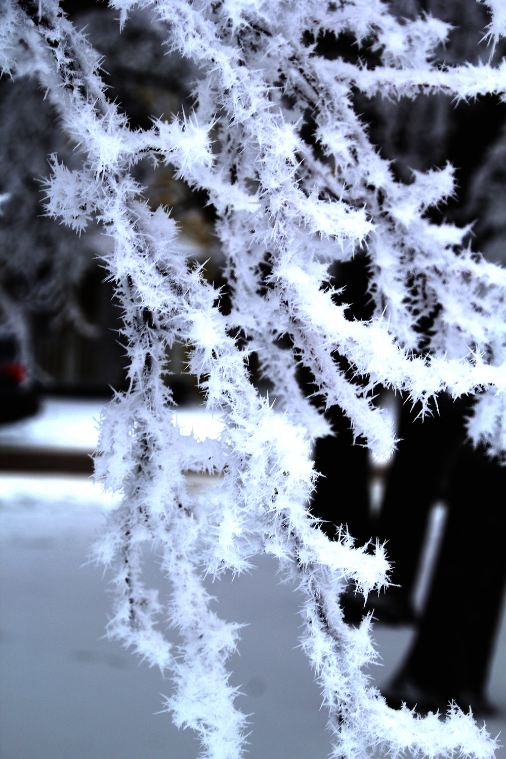 Frosted branch at Eldridge park.