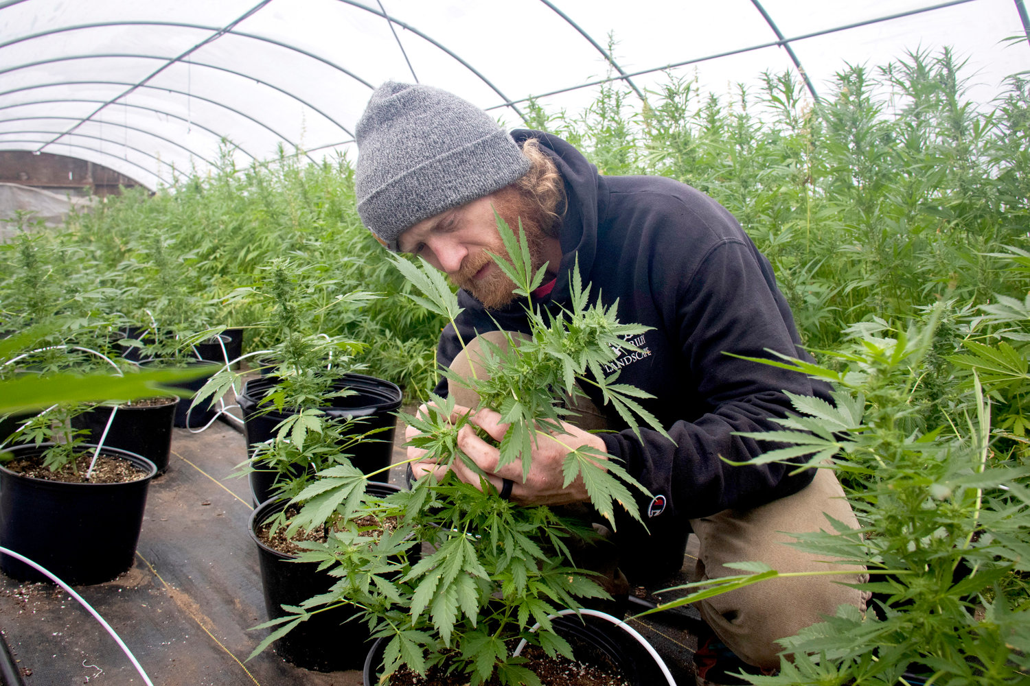 A student examines a hemp plant inside the greenhouse at Muscatine Community College during the growing season.