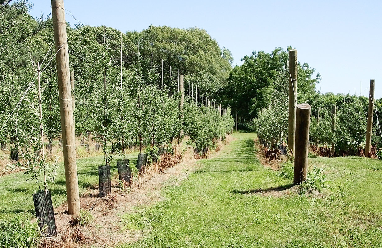 John Romanick planted an additional 650 apple trees in April. The existing orchard was initially planted in 2019, with trees added each year, and all the trees are protected by an eight-foot deer fence.