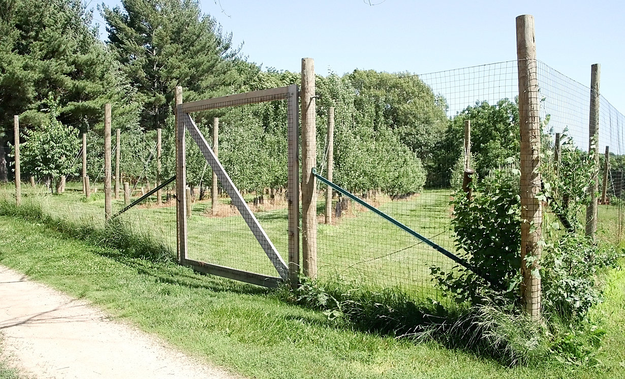 John Romanick planted an additional 650 apple trees in April. The existing orchard was initially planted in 2019, with trees added each year, and all the trees are protected by an eight-foot deer fence.