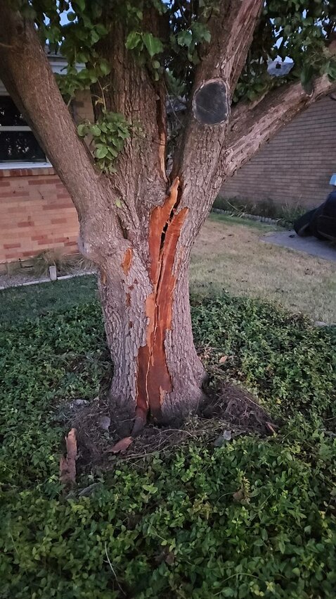 The tree that was struck by lightning on Zimmers street.