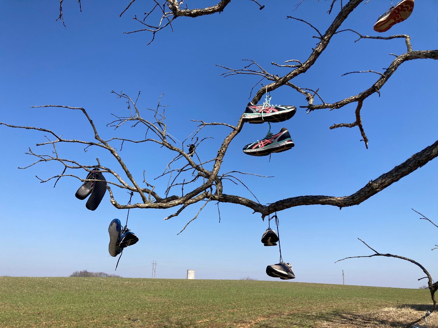 Hanging hot sale shoe tree