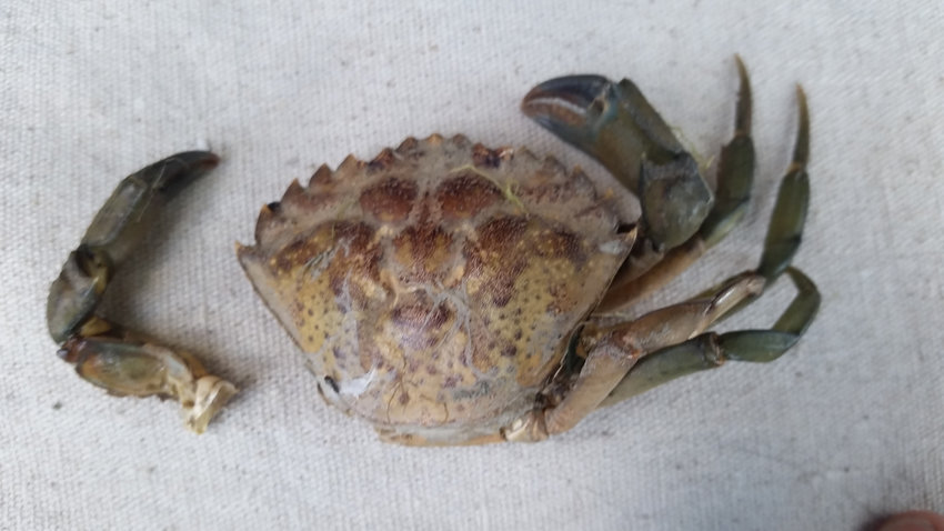 50 invasive green crabs caught in Drayton Harbor | The Northern Light