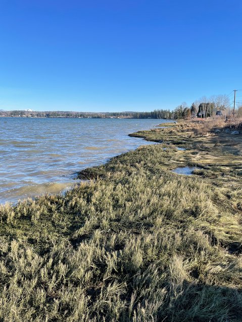 Natural History The Importance Of Saltgrass To Marshes The Northern 