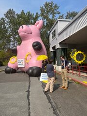 Belle, an inflatable 25-foot-high pig, helped launch the Go Solar and Save program at the Inter- national Marketplace on September 8. “We spoke to over 50 people in a few hours on Sunday after- noon,” said Kara Smith, a local resident and Solar volunteer.