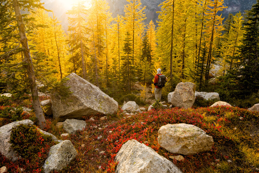 A hiker explores larches in North Cascades National Park in 2023.