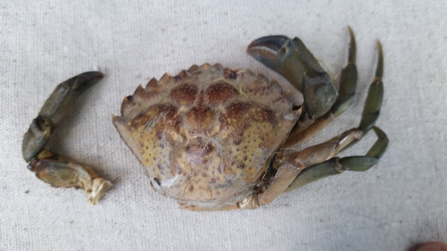 A European green crab shell that was found last August in Drayton Harbor.