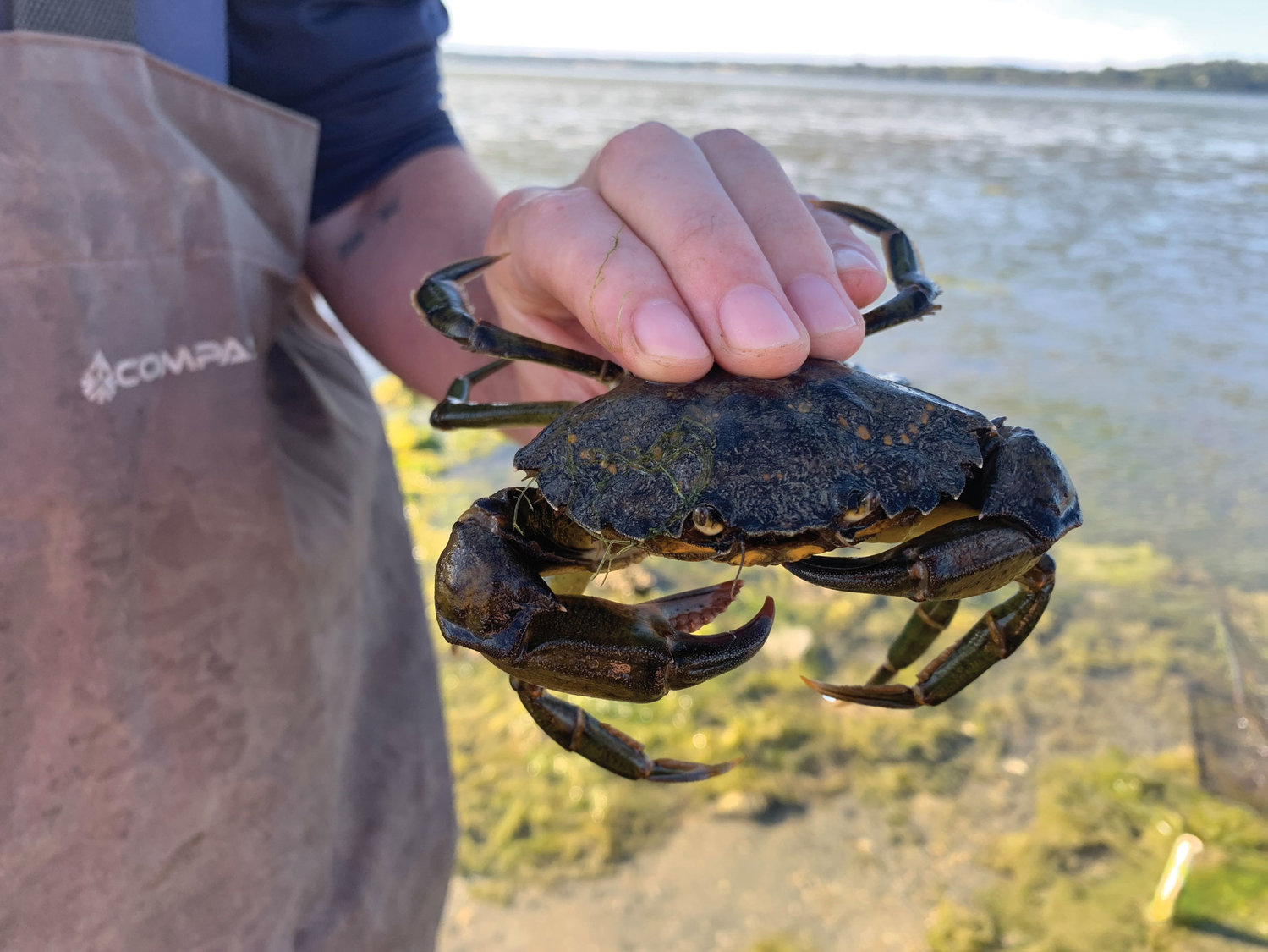 A European green crab caught in Drayton Harbor this summer.
