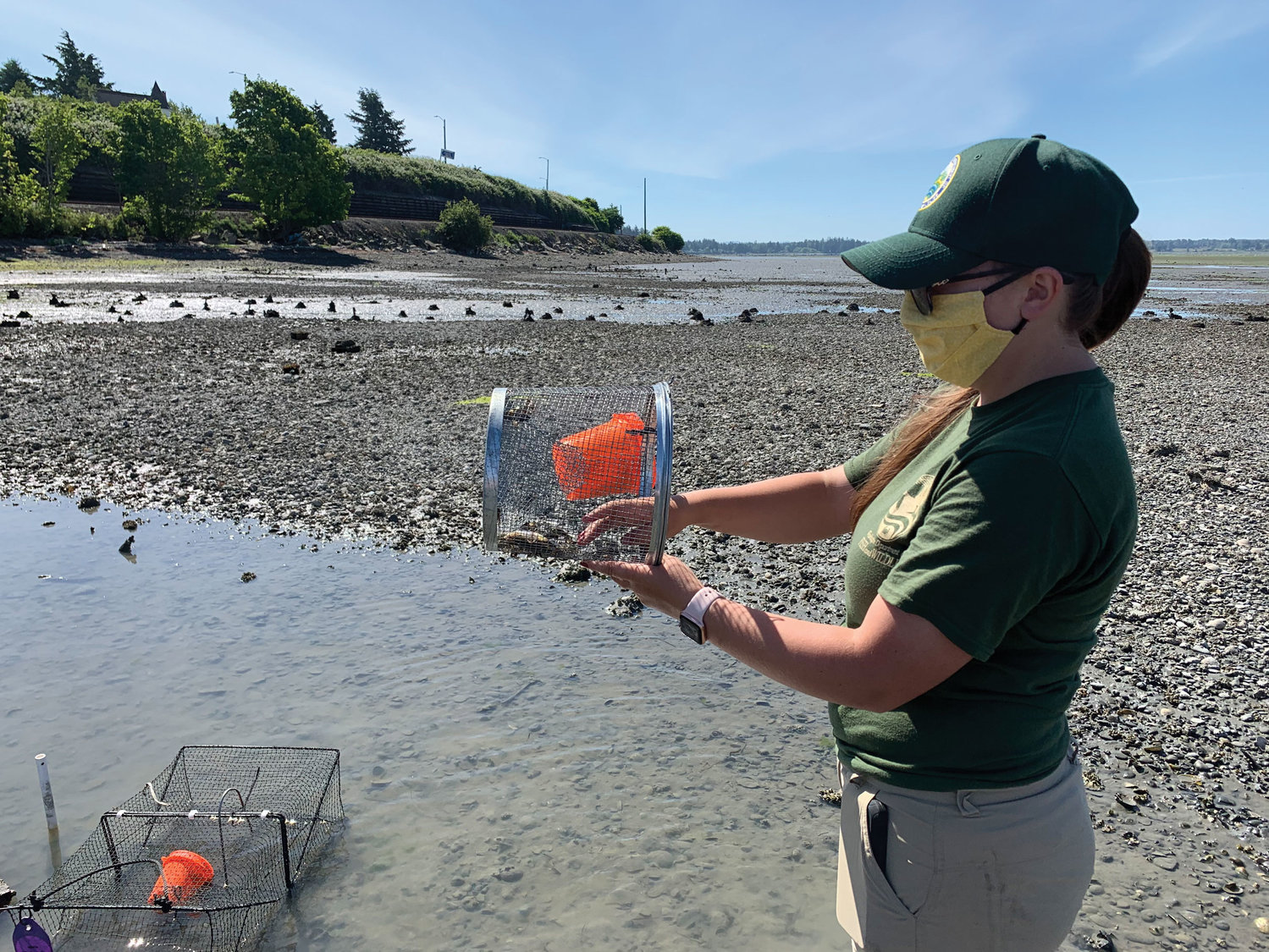 Lindsey Parker, a Washington Department of Fish and Wildlife technician, trapping for European green crabs in Drayton Harbor this summer.