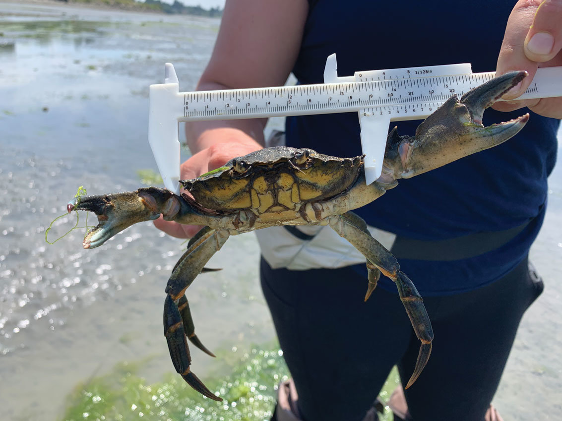A European green crab caught in Drayton Harbor. The crabs can be differentiated from native species by five spines outside their eye.