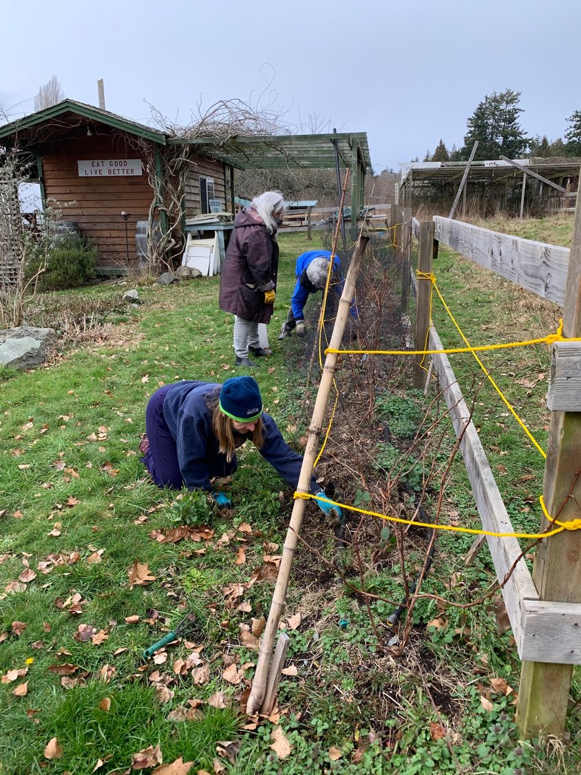 Work to prepare the community garden on Benson Road for planting is well underway. Above, raspberry beds get a spring sprucing up.