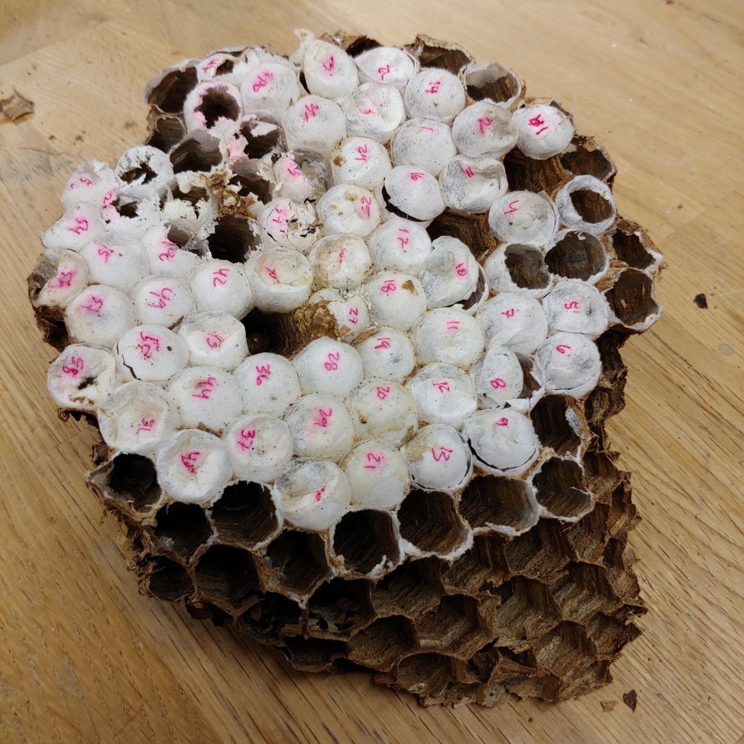 One of the six combs in the first Asian giant hornet nest found in the U.S. The nest will go to the Lynden fair before being displayed in the Smithsonian National Museum of Natural History.