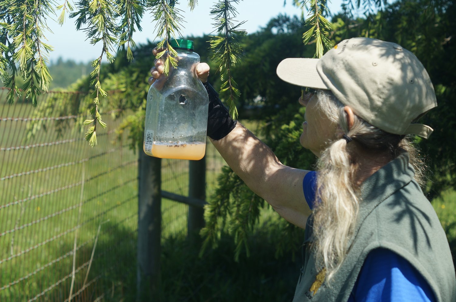 Ruthie Danielsen setting orange juice and rice cooking wine traps on her Birch Bay property. Although no Asian giant hornets have been discovered in Whatcom County this year, worker hornets typically emerge in late August.
