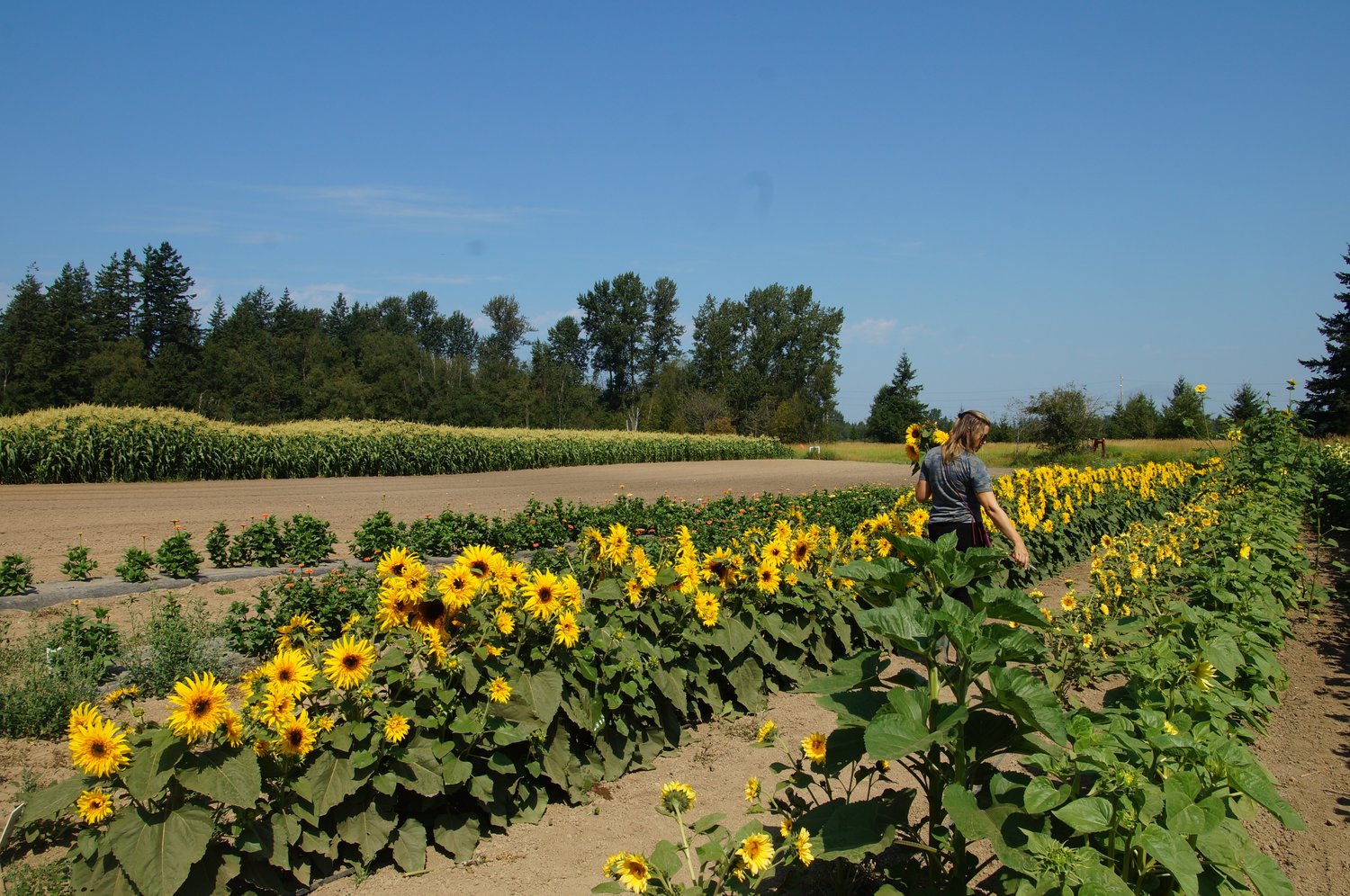 Home Farm U-Pick & Events co-owner Bridgette DiMonda picks sunflowers for a bouquet at her Kickerville Road farm. The family farm offers a year-round farm stand with fresh produce and fruit, as well as weekend summer markets with artisan vendors from across Washington.