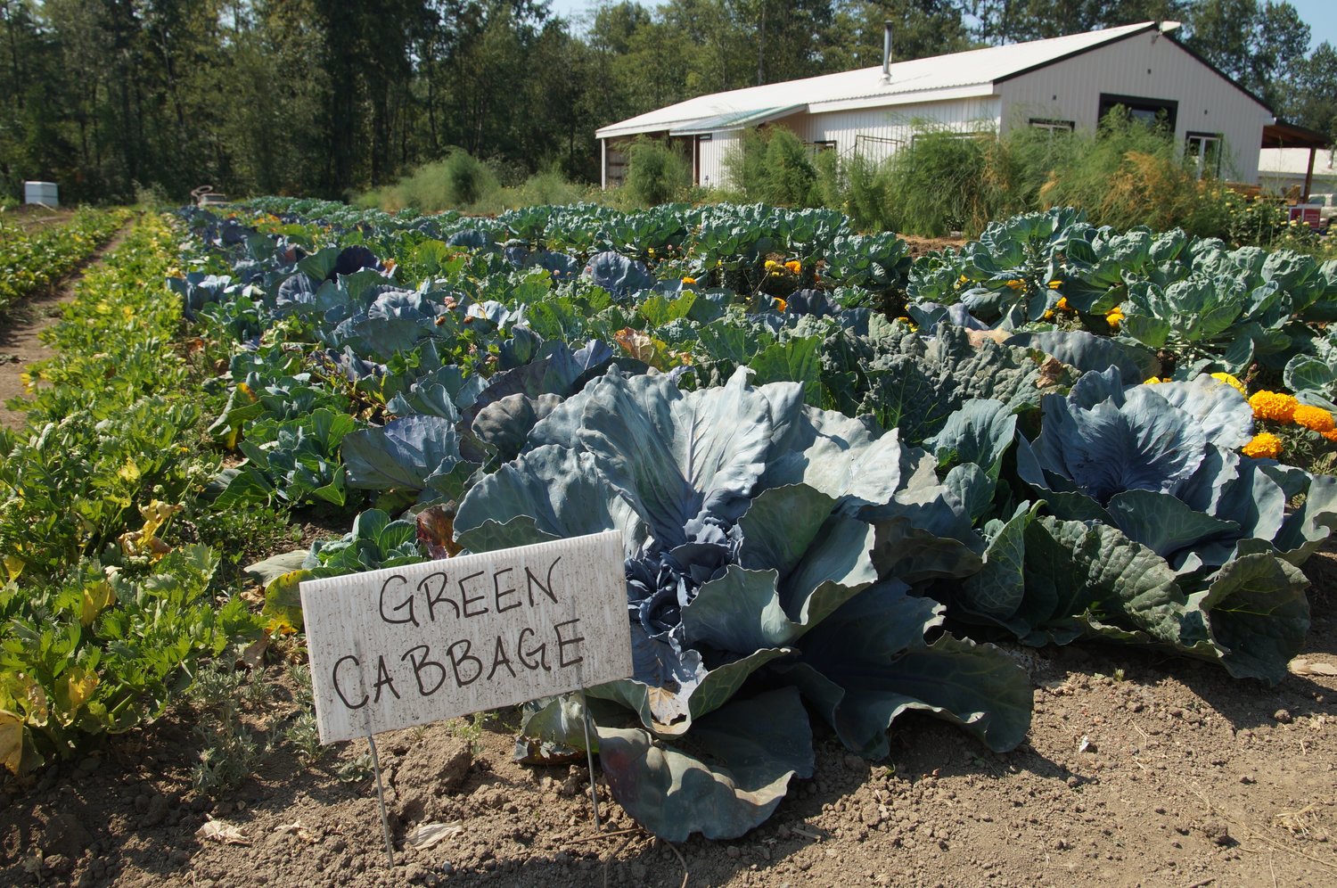 Cabbage is one of many vegetables being grown on Home Farm at 8020 Kickerville Road.