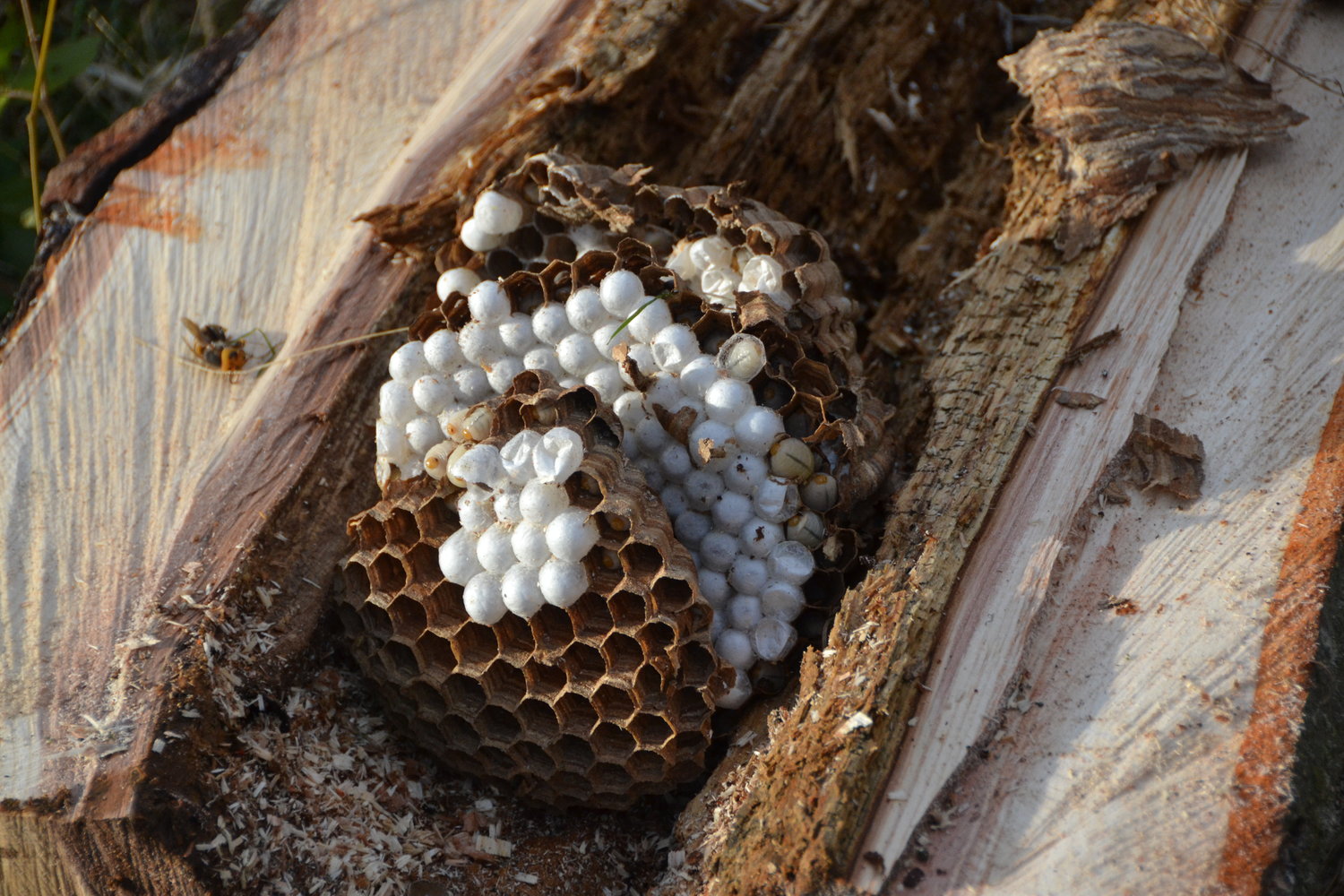 Scientists Eradicate The Third Asian Giant Hornet Nest In East Blaine The Northern Light