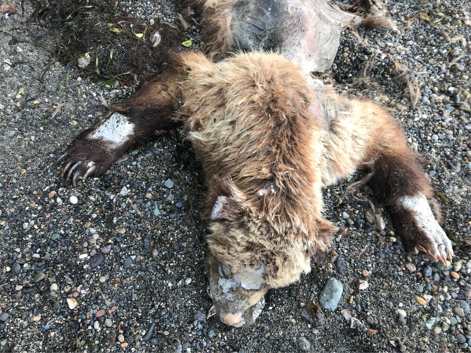 A 250-pound dead grizzly bear found on a beach near Cherry Point June 17 that experts believe came from Canada.
