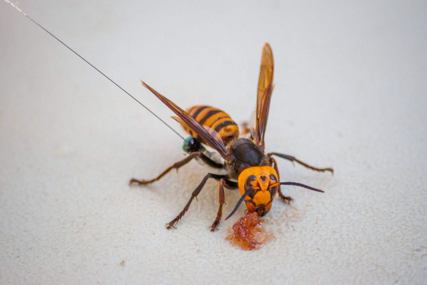 A northern giant hornet found in east Blaine in 2020.