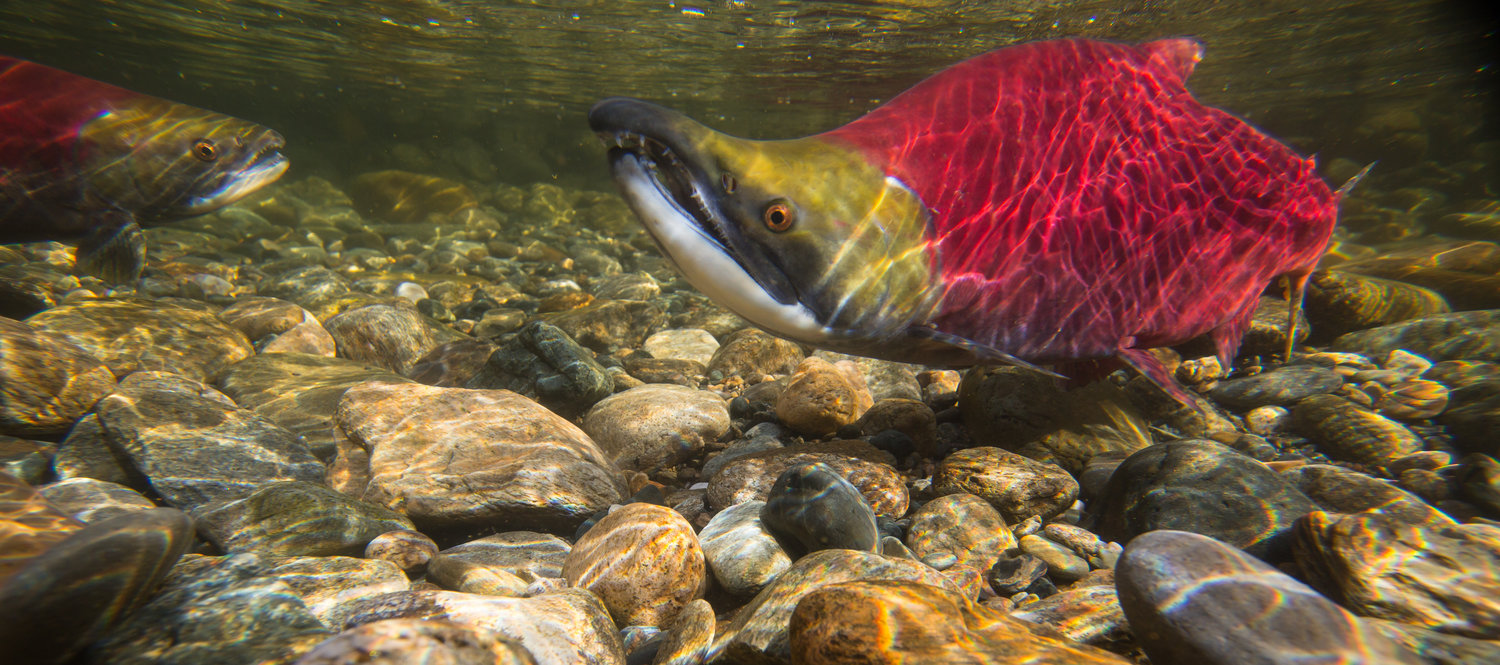 Adams River sockeye salmon.