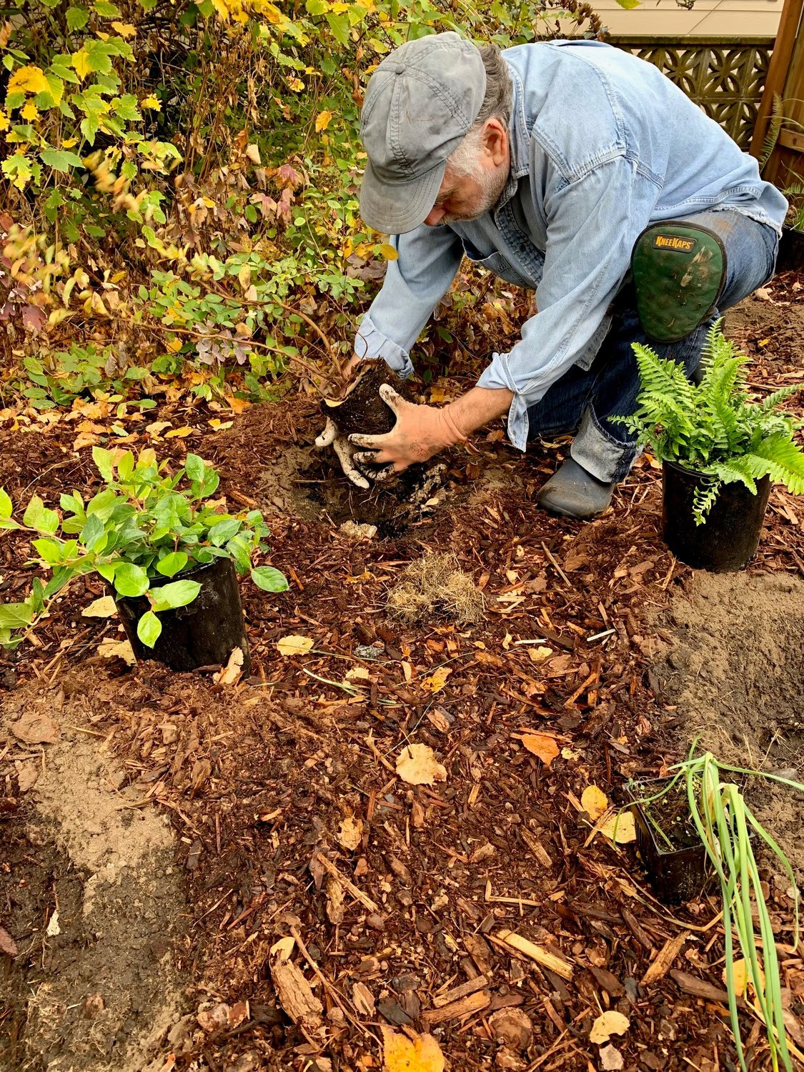 Birch Bay resident Alan Sanders participates in the native landscaping program’s planting party on October 22.