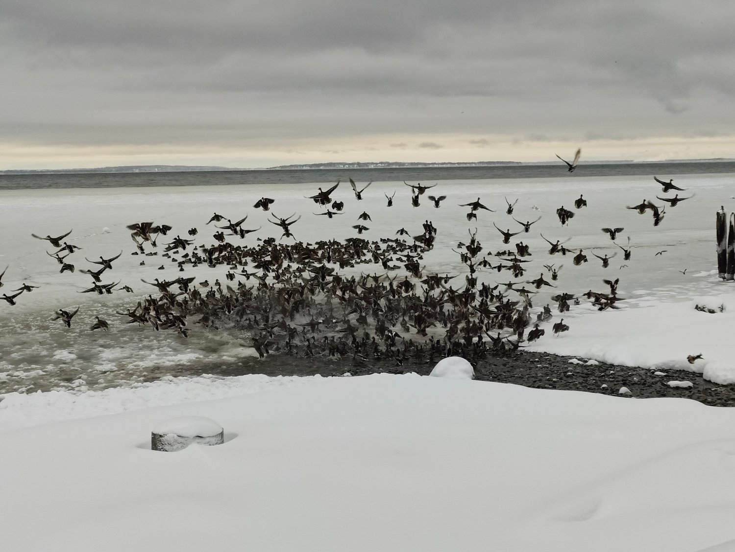 Seabirds gathered at the fresh water outfall on Maple Beach.
