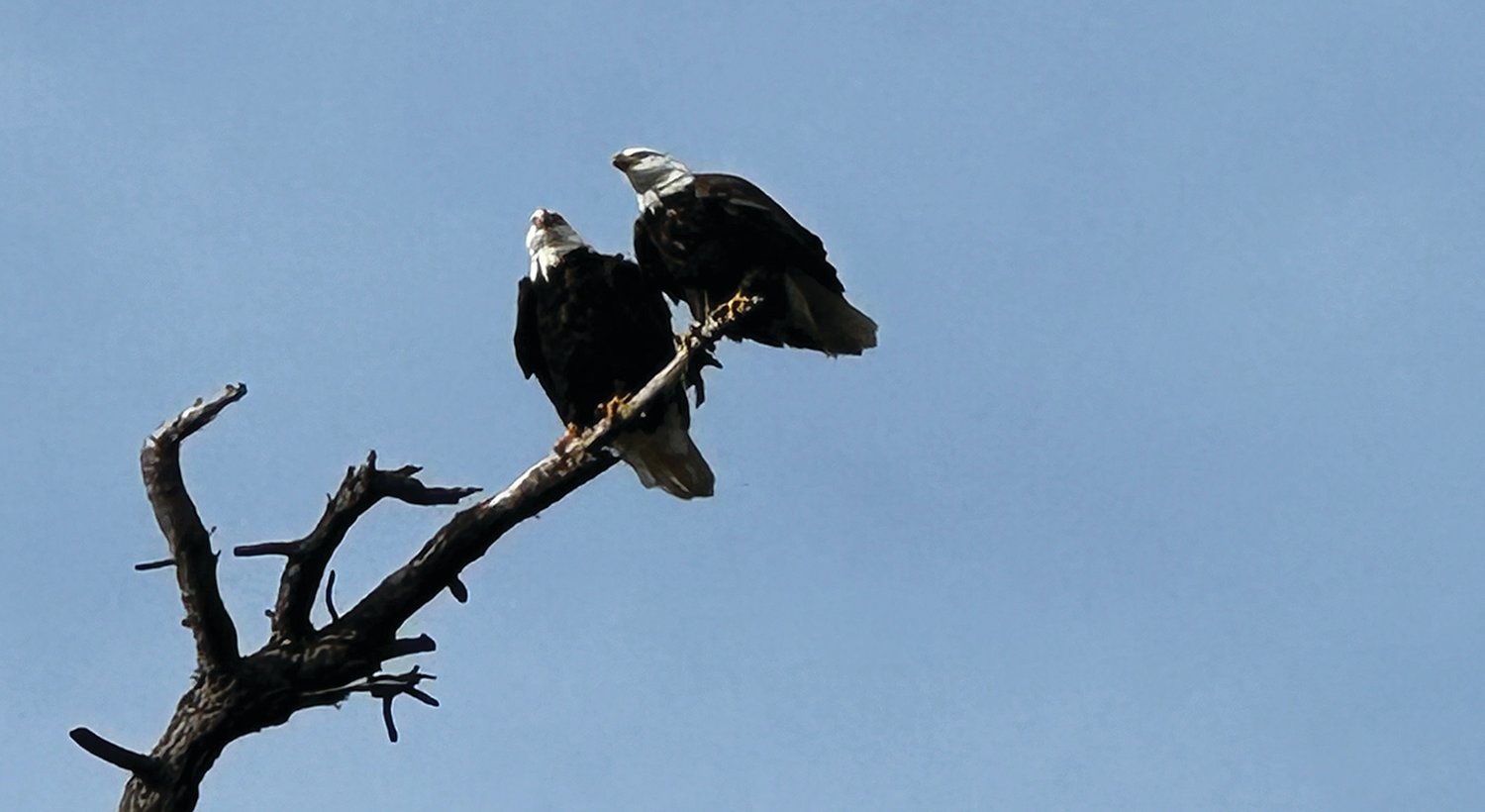  Two bald eagles checking out their hunting prospects at the Seabright development on January 16.