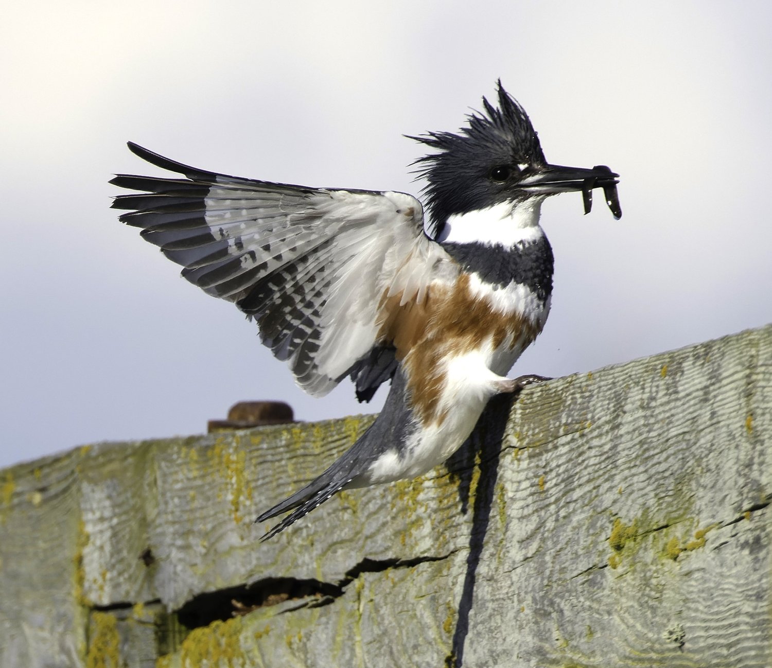 Natural history: Belted kingfishers