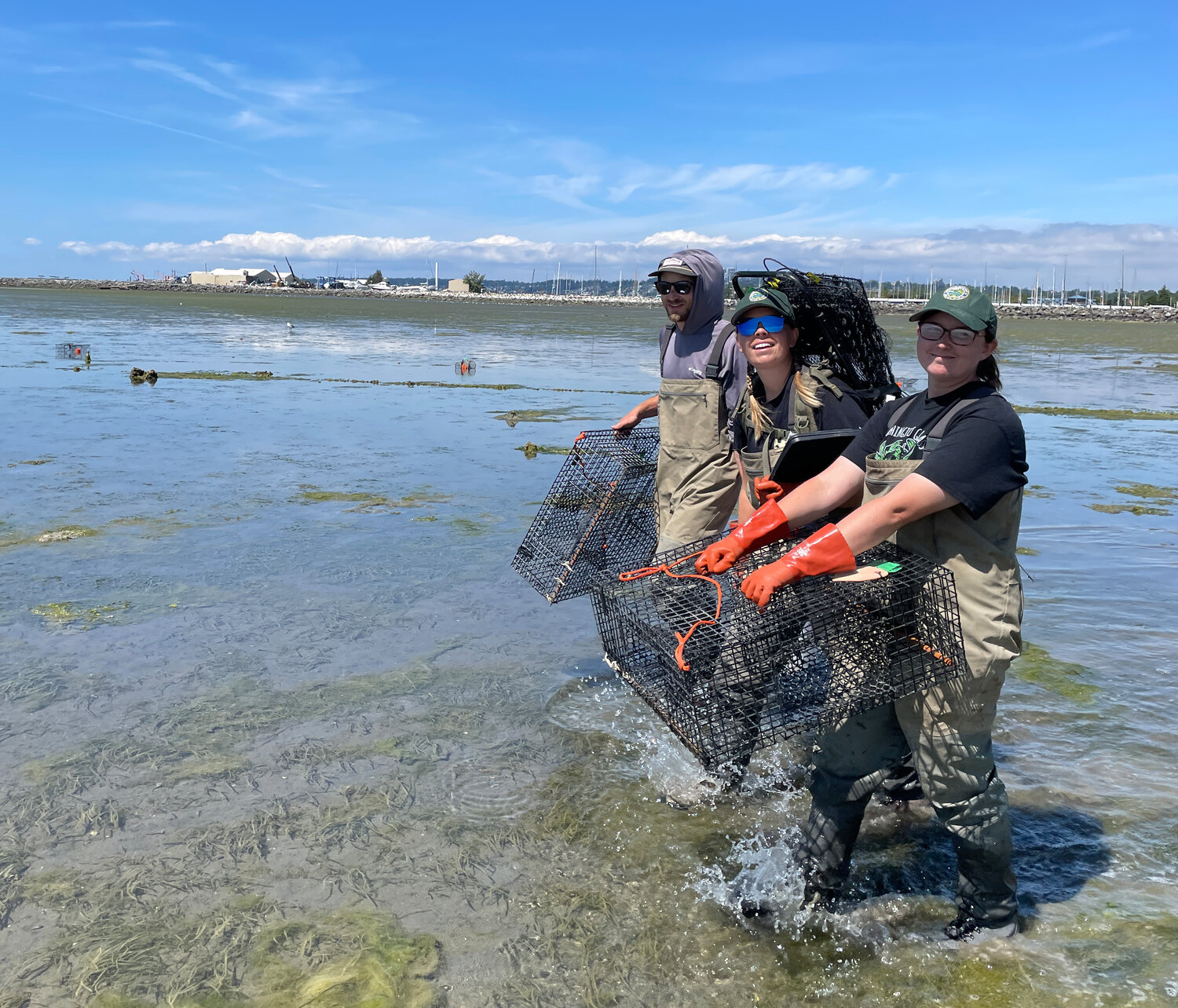 Washington State Department of Fish and Wildlife European green crab technicians carry traps to set near the old Cherry Street pier in Drayton Harbor.