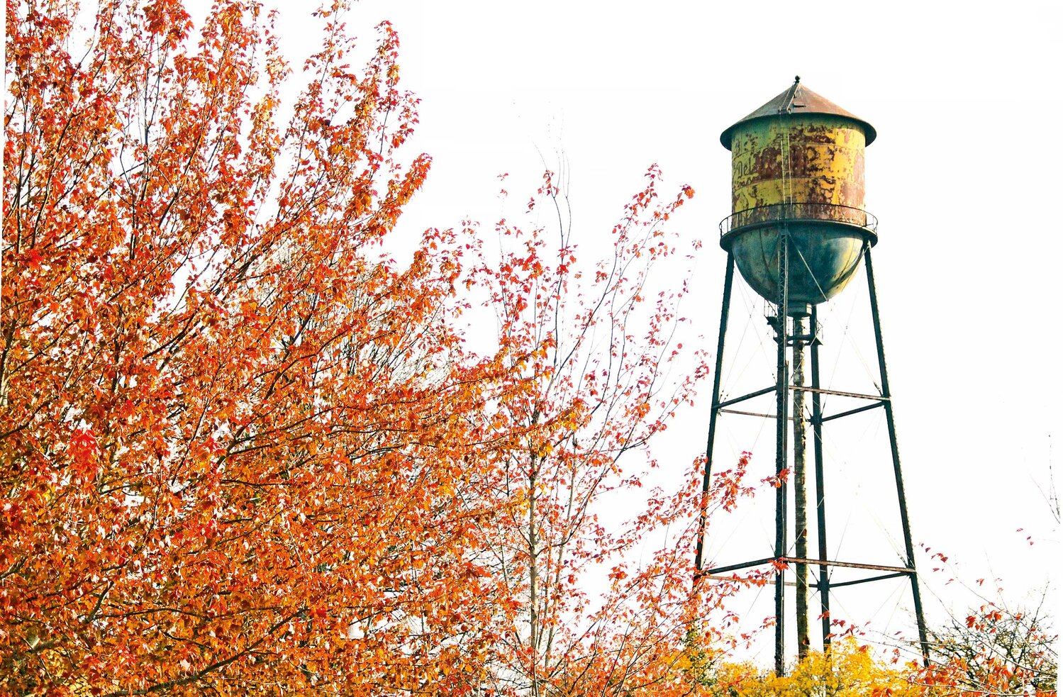 Fall foliage has decorated areas of Blaine, including near the old Semiahmoo water tower, during a vibrant autumn this year.