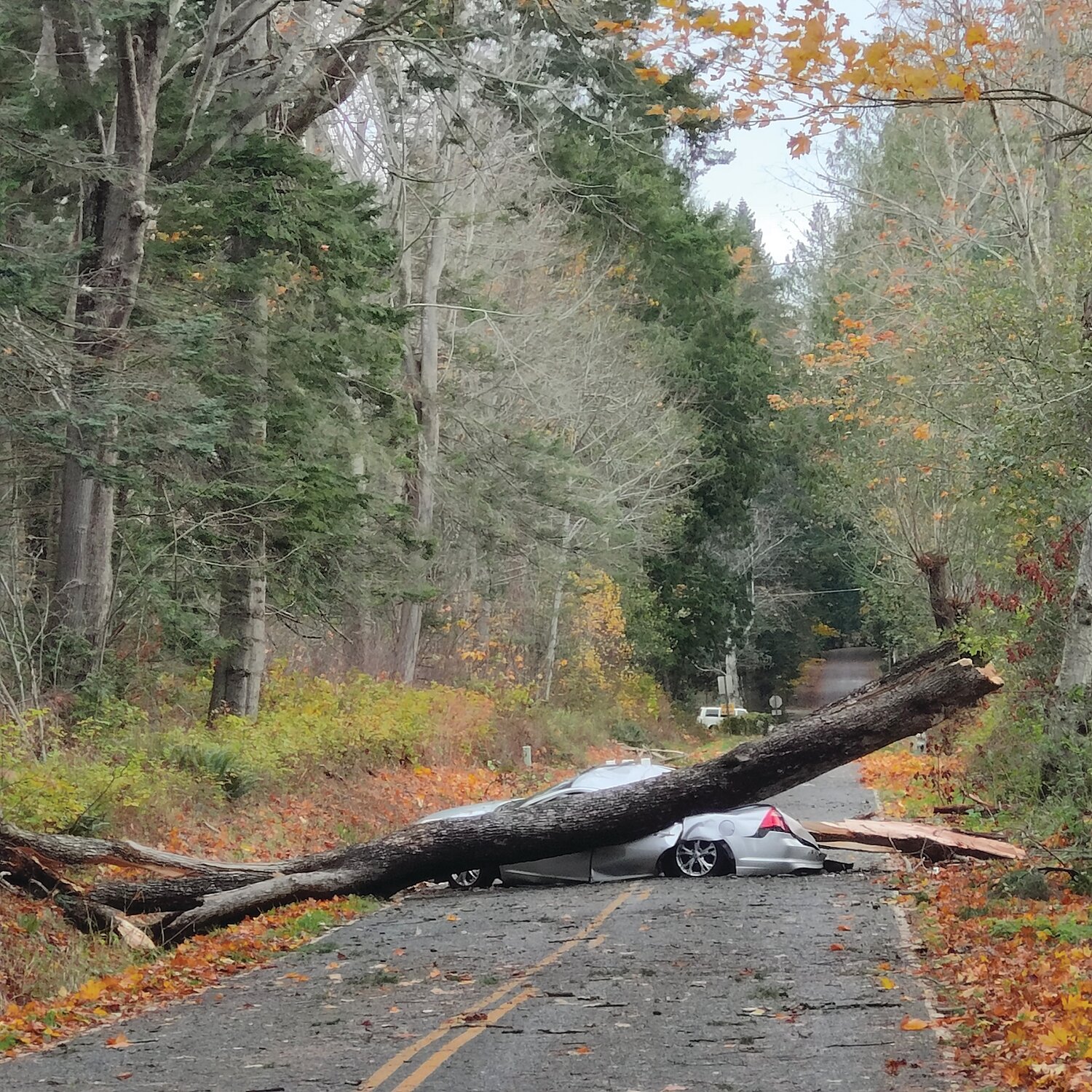 The driver and passenger were lucky to escape unharmed when a maple fell on their car during the November 10 windstorm. The same cannot be said of the vehicle, however. 