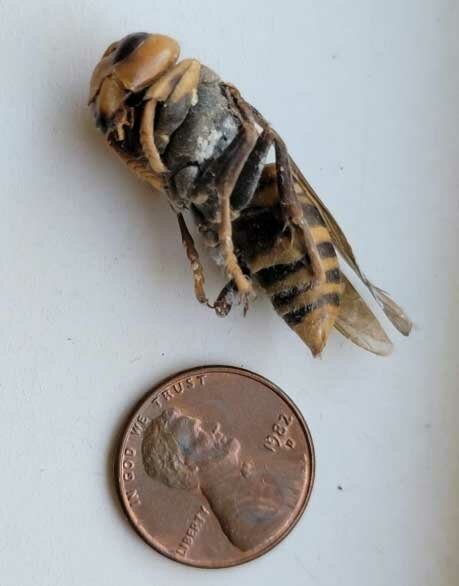 Suspected northern giant hornet found dead in Kitsap County | The ...