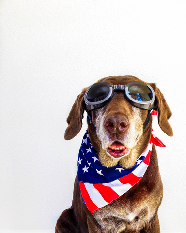 Prepare pets for Fourth of July festivities