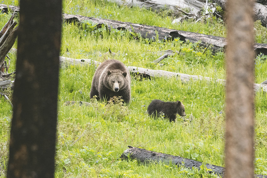 A grizzly sow and her cub move through the trees near Sedge Bay in Yellowstone National Park on Tuesday. Grizzlies aggressively protect their young, food stashes and have occasionally attacked humans when surprised in the region. Conflicts with humans have been increasing in the past decade, resulting in seven deaths in the Greater Yellowstone Ecosystem.