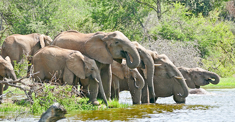 Elephants and their interactions with people are the subject of a Wednesday presentation being hosted by Meeteetse Museums on Facebook Live and Zoom. Presenters Robert Hitchcock and Melinda Kelly will draw on information they&rsquo;ve obtained on elephants in places like Kruger National Park in South Africa, pictured above.