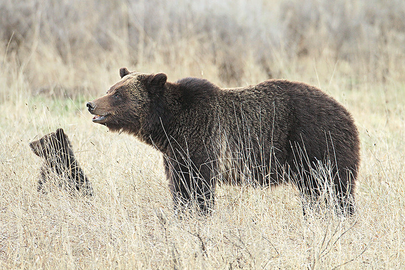 A grizzly sow was spotted last year near the Fishing Bridge with her cub. The success of the Bear Wise program &mdash; the department&rsquo;s large carnivore educational outreach program &mdash; has helped keep both bears and people safe, according to state officials.