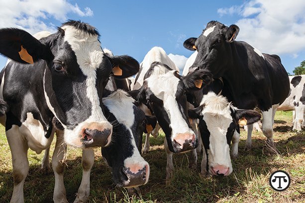 Regular use of parasiticides improves year-round health of all cattle.
