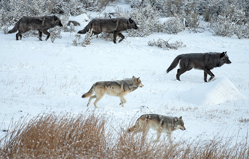 Wolves Relisted In Much Of Lower 48 Powell Tribune