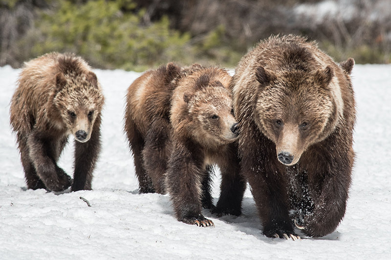 One of grizzly bear 399&rsquo;s four yearling cubs nuzzles its mother as the family travels along Teton Park Road in the spring of 2021 in Grand Teton National Park.