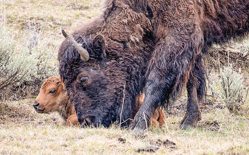 A mother bison grazes closely to her young calf in Lamar Valley of Yellowstone Sunday afternoon. Young bison, commonly referred to as red dogs, are starting to appear on the landscape as a sign of spring.