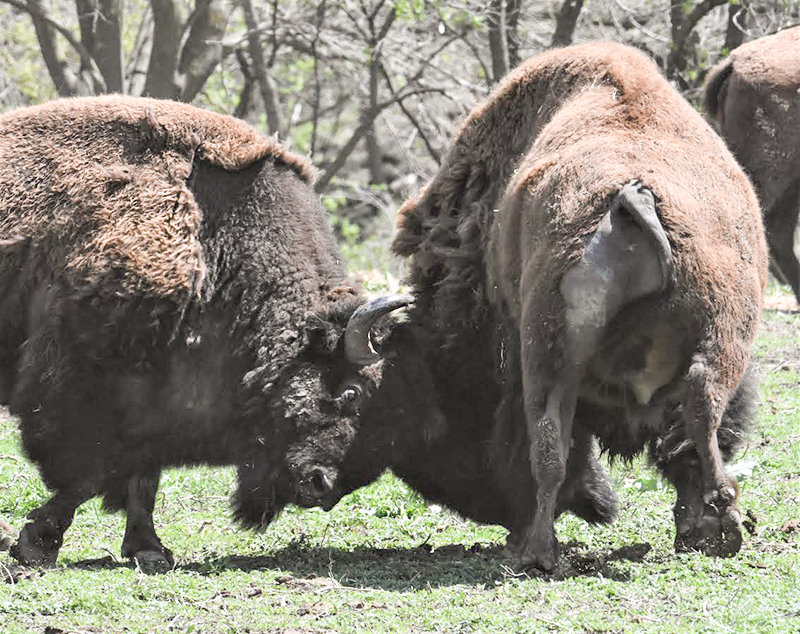 A pair of Nebraska bison at the Henry Doorly Zoo&rsquo;s Wildlife Safari Park between Lincoln and Omaha.