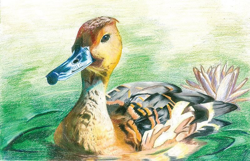 PHS freshman Sophia Petrie&rsquo;s color pencil drawing &lsquo;Fulvous Whistling Duck in the Green&rsquo; won best of show in the state Junior Duck Stamp competition.
