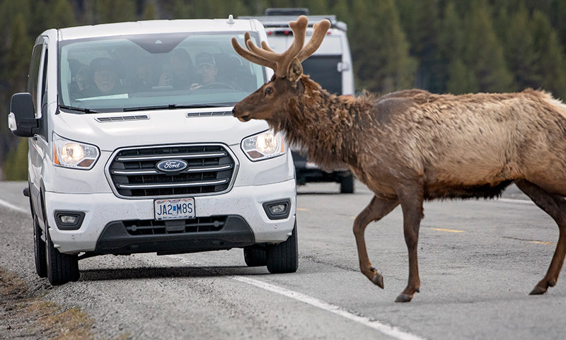 Spectators inside a van prepare to take photos with cellphones as a bull elk in velvet crosses directly in front of the vehicle. The velvet seen on antlers in the spring is a furry skin, full of blood vessels carrying oxygen and other nutrients to antler tips, aiding in growth, according to National Geographic. Yellowstone National Park is preparing for another high-traffic summer this year.