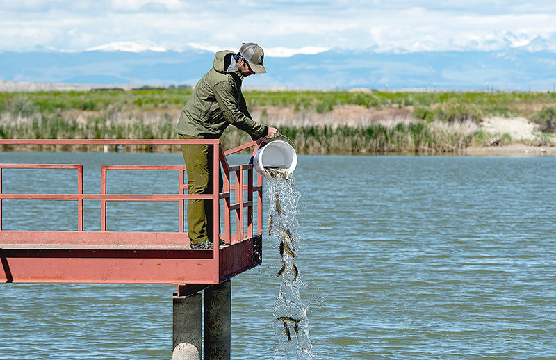 Cody Region Fisheries Supervisor Sam Hochhalter stocks Worland Pond Tuesday with hundreds of young largemouth bass translocated from Renner Reservoir. The rare warm water fishery suffered a die-off during the winter of 2014.