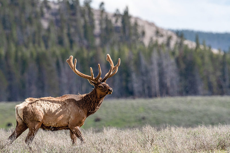 A bull elk forages for a meal recently. Wyoming Wildlife Task Force met Thursday to debate six propositions for limited-entry license allocation and its impacts on hunters as part of an effort to develop a proposal for license allocation between resident and nonresident hunters.