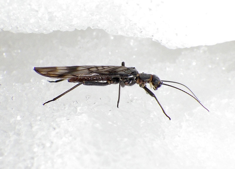 As larvae, the western glacier stonefly is between 2 and 5 mm long, living in streams as cold as 34 degrees Fahrenheit and as warm as 43 degrees.