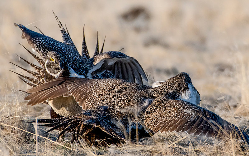 Male sage grouse fight over territory on a lek near Worland. The Wyoming Game and Fish Department is seeking information about dead sage grouse due to their susceptibility to West Nile virus.