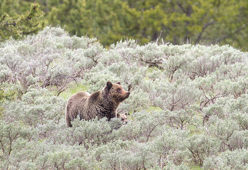 A grizzly sow and her cub of the year move through the brush at Yellowstone National Park. Several cubs were victims of infanticide &mdash; killed by other bears &mdash; in view of visitors this year, including one that forced park officials to euthanize the cub.