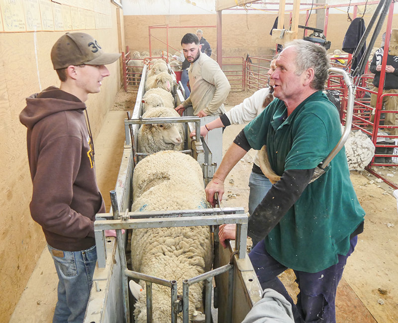 A University of Wyoming student learns from professionals. This year The University of Wyoming&rsquo;s Sheep Program has recently been awarded an AWA Level lll certification.