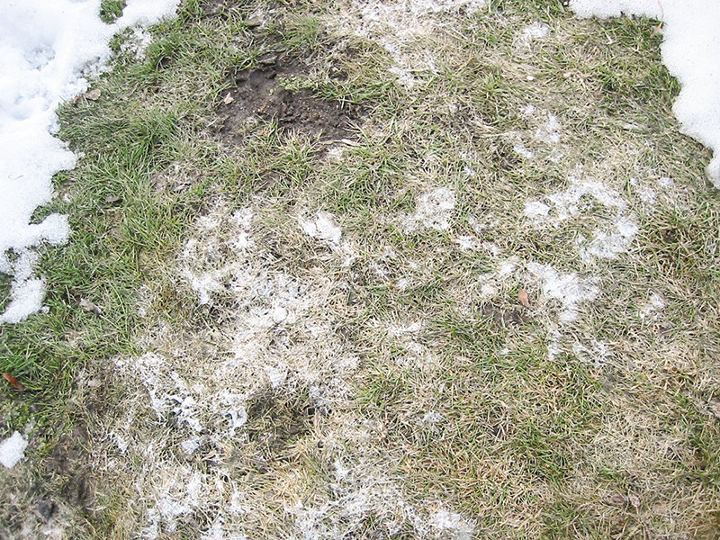 Snow mold can grow as a result of snow laying for a long period of time, it can create a fungus that will eat grass or other growth.
