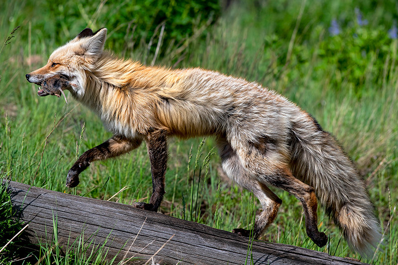 A Rocky Mountain red fox, a subspecies of the common predator found only in the Beartooth Mountains, carries a fresh rodent meal to a safe place to eat along the Beartooth Highway. The subspecies have a variation of coloration, larger paws and smaller ears than the typical red fox. There are 45 variations of red fox around the world, some that are endangered.